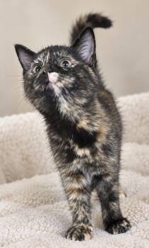 Kitten Hibachi -  Tortoiseshell and Domestic Short Hair Cat for Adoption in Cuyahoga Falls, Ohio - Kitten Hibachi | PetCurious