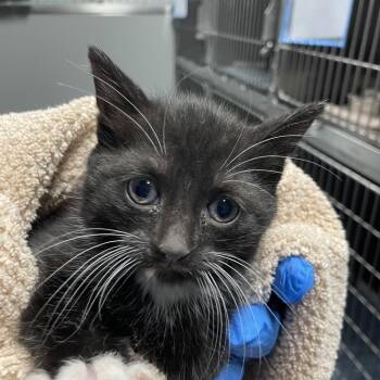 Domestic Short Hair Cats Available for Adoption in Allentown, Pennsylvania - Tahj | PetCurious