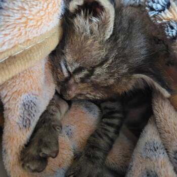 Lenny -  Domestic Short Hair Cat for Adoption in Dallas, Texas - Lenny | PetCurious