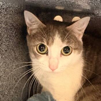 Lindsay -  Domestic Short Hair Cat for Adoption in Winston-salem, North Carolina - Lindsay | PetCurious