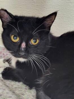 Domestic Long Hair and Domestic Short Hair Cats Available for Adoption in Roseville, California - Eclipse | PetCurious