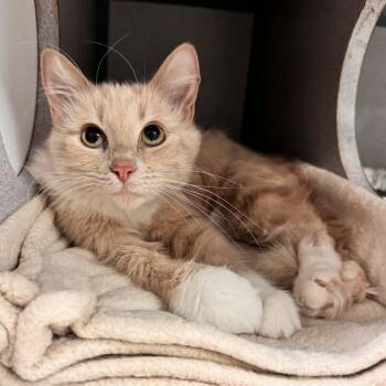 Domestic Medium Hair Cats Available for Adoption in Waterloo, Iowa - Abba | PetCurious