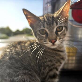 Toph -  Domestic Short Hair Cat for Adoption in Austin, Texas - Toph | PetCurious