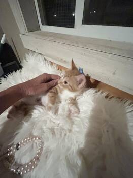 Rescue Domestic Medium Hair Cats for Adoption in Palma Sola, Florida - Pumpkin | PetCurious