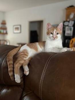 Rescue Domestic Short Hair Cats for Adoption in Boiling Springs, Pennsylvania - Harry | PetCurious