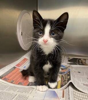 TIMON -  Domestic Short Hair Cat for Adoption in Las Vegas, Nevada - TIMON | PetCurious