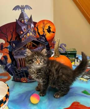 Dolly -  Domestic Long Hair Cat for Adoption in Johnston, Rhode Island - Dolly | PetCurious
