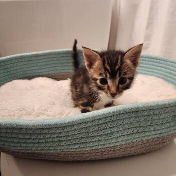 Pooh -  Domestic Short Hair Cat for Adoption in Spring Hill, Kansas - Pooh | PetCurious