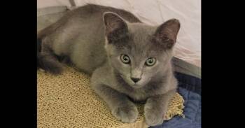 Pepper -  Domestic Short Hair Cat for Adoption in Salisbury, North Carolina - Pepper | PetCurious