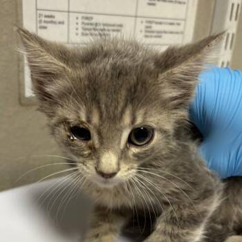 Brinley -  Domestic Short Hair Cat for Adoption in Yuma, Arizona - Brinley | PetCurious