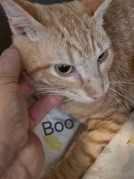 Domestic Short Hair Cats Available for Adoption in Mingus, Texas - Boo | PetCurious