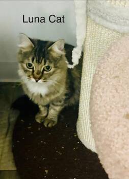 Rescue Domestic Short Hair Cats for Adoption in Klamath Falls, Oregon - Lunacat | PetCurious