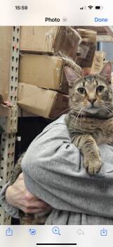 Rescue American Shorthair Cats for Adoption - Waffles | PetCurious