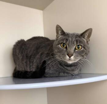 Rescue Domestic Short Hair Cats for Adoption in Elizabethtown, New York - Tigress | PetCurious