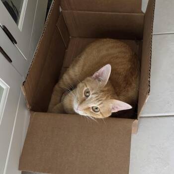 Maverick (fka Warrior) -  Domestic Short Hair Cat for Adoption in Columbia, Missouri - Maverick (fka Warrior) | PetCurious