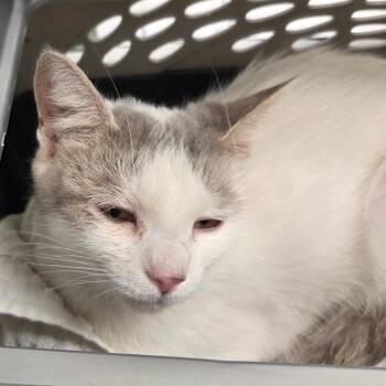 Jazzy -  Domestic Short Hair Cat for Adoption in Chattanooga, Tennessee - Jazzy | PetCurious