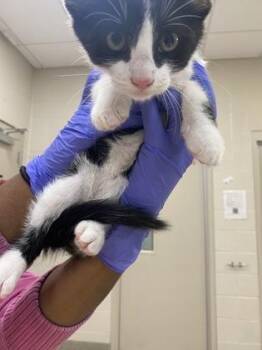 Flynn -  Domestic Short Hair Cat for Adoption in Fishers, Indiana - Flynn | PetCurious