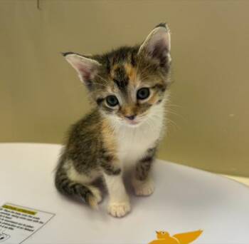 Plum -  Domestic Short Hair Cat for Adoption in Fishers, Indiana - Plum | PetCurious