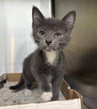 Bubbles -  Domestic Short Hair Cat for Adoption in Sioux City, Iowa - Bubbles | PetCurious