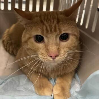Cheeto -  Domestic Medium Hair Cat for Adoption in Des Moines, Iowa - Cheeto | PetCurious