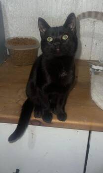 Rescue Domestic Short Hair Cats for Adoption in Saint Albans City, Vermont - Cricket | PetCurious