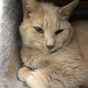 Domestic Short Hair Cats Available for Adoption in Richland Center, Wisconsin - Chester | PetCurious