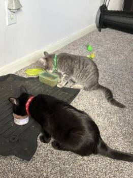 Rescue Domestic Short Hair Cats for Adoption in Liverpool, Texas - Pearl And Opal | PetCurious