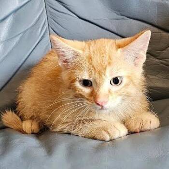 Sheldon -  Domestic Short Hair Cat for Adoption in Belleville, Illinois - Sheldon | PetCurious