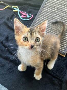 PEPPER -  Domestic Short Hair Cat for Adoption in Tustin, California - PEPPER | PetCurious