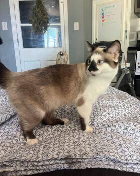 Snowshoe Cats Available for Adoption in Richmond, Kentucky - Zuri | PetCurious