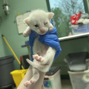 Ferdinand Mewgellan -  Domestic Short Hair Cat for Adoption in Indianapolis, Indiana - Ferdinand Mewgellan | PetCurious