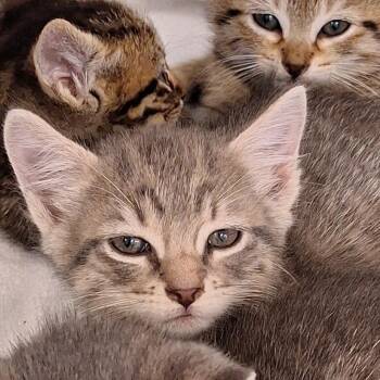 Domestic Short Hair Cats Available for Adoption in Montgomery, Alabama - Ruffles | PetCurious