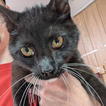 Domestic Short Hair Cats Available for Adoption - Hero | PetCurious