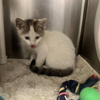 Star -  Domestic Short Hair Cat for Adoption in West Palm Beach, Florida - Star | PetCurious
