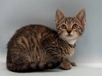 Plush -  Domestic Short Hair Cat for Adoption in Golden Valley, Minnesota - Plush | PetCurious