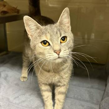 Domestic Short Hair Cats Available for Adoption - Persephone | PetCurious