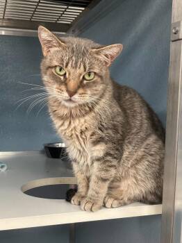 Domestic Short Hair Cats Available for Adoption in Milltown, New Jersey - Freya Jean | PetCurious