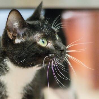 Domestic Short Hair Cats Available for Adoption in Hilton Head Island, South Carolina - Carly | PetCurious