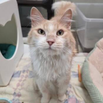 Cashmere -  Domestic Long Hair Cat for Adoption in Oshkosh, Wisconsin - Cashmere | PetCurious