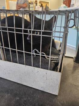 A139385 -  Domestic Short Hair Cat for Adoption in Palmetto, Florida - A139385 | PetCurious