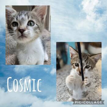 Domestic Short Hair Cats Available for Adoption in Newberg, Oregon - Cosmic | PetCurious