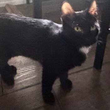 Dottie (TS) -  Domestic Short Hair Cat for Adoption in Schertz, Texas - Dottie (TS) | PetCurious