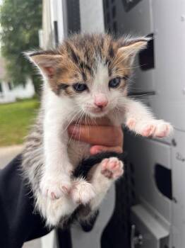 SADIE -  Domestic Short Hair Cat Available for Adoption in Charlotte, North Carolina - SADIE | PetCurious