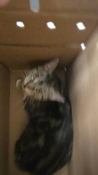 Bella -  Domestic Short Hair Cat for Adoption in Wichita, Kansas - Bella | PetCurious