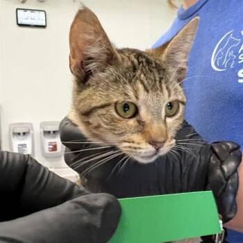 A887880 -  Domestic Short Hair Cat for Adoption in Camarillo, California - A887880 | PetCurious