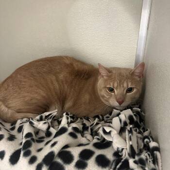 Domestic Short Hair Cats Available for Adoption in Branford, Connecticut - Wonton | PetCurious