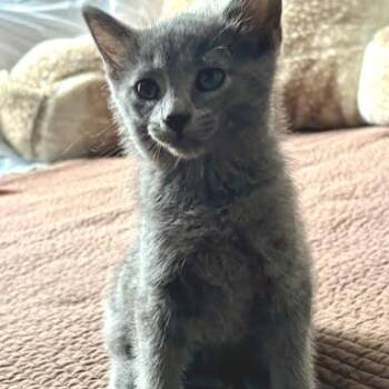 Graphite -  Domestic Short Hair Cat for Adoption in South Elgin, Illinois - Graphite | PetCurious