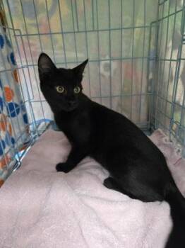 Flo -  Domestic Short Hair Cat for Adoption in Gainesville, Florida - Flo | PetCurious