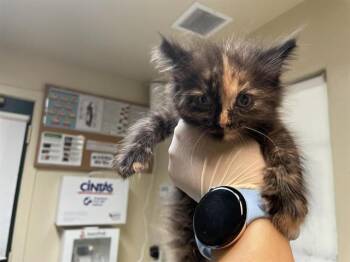 Rescue Domestic Medium Hair Cats for Adoption in Pasadena, California - DRUSILLA | PetCurious