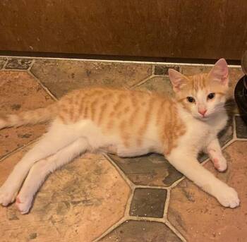 Larry -  Domestic Short Hair Cat for Adoption in Sterling Heights, Michigan - Larry | PetCurious
